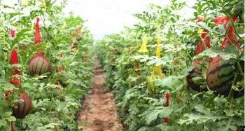 封丘吃瓜新闻,揭秘当地热门事件背后的真相与热议